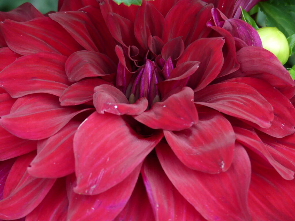a beautiful big red flower
